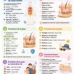 Fiche de révision complète sur le corps humain avec des illustrations