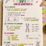 Fiche de révision SVT sur la génétique présentée sur un bureau