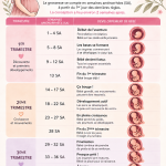 Les différentes étapes de la grossesse en semaines.