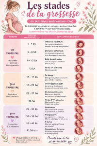 Les différentes étapes de la grossesse en semaines.