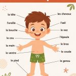 Illustration représentant les différentes parties du corps humain, incluant la tête, les bras et les jambes.
